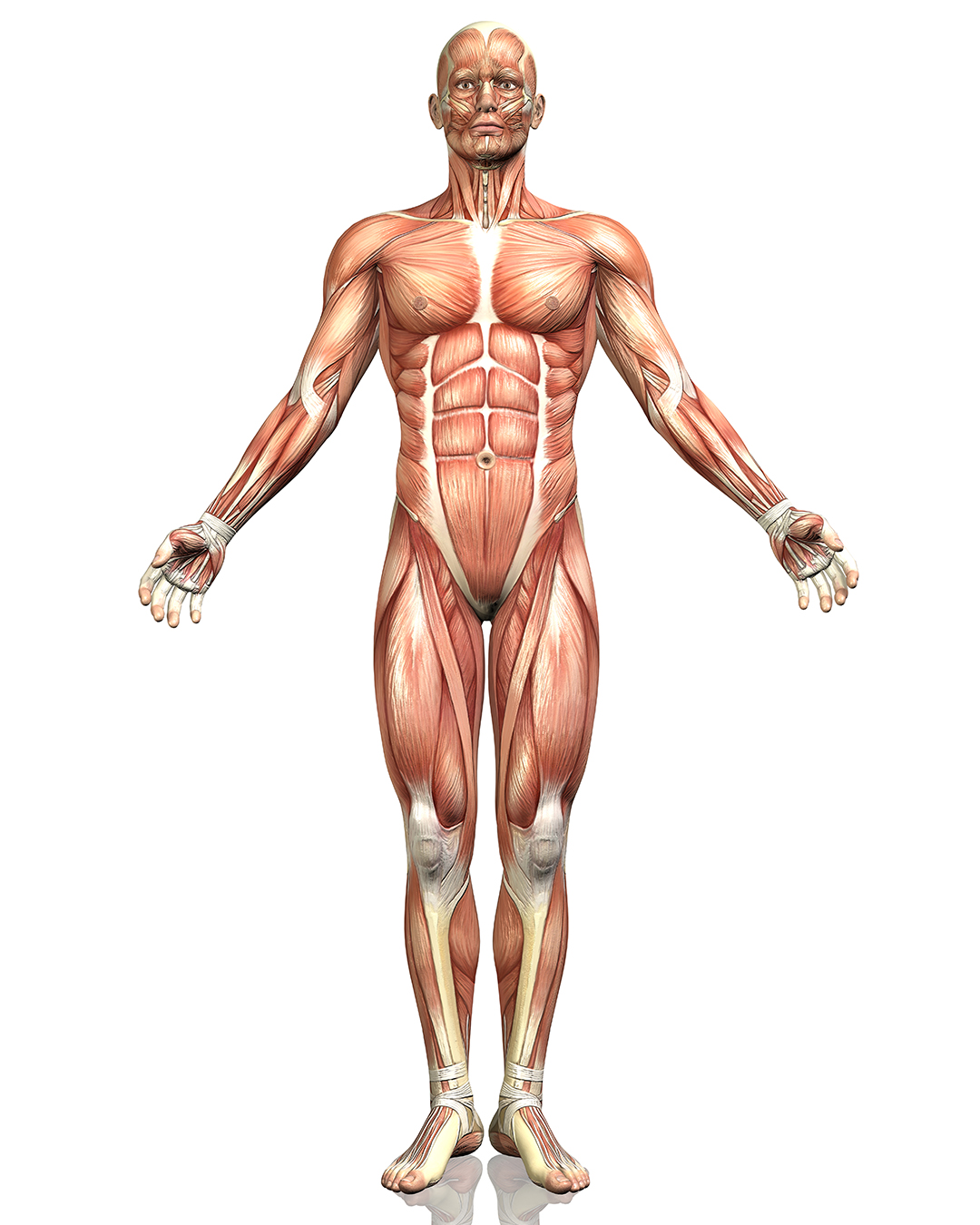 Sistema muscular ELAESI Sonora
